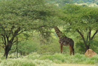 Deshalb haben Giraffen einen so langen Hals